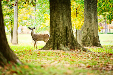 Deer in woods