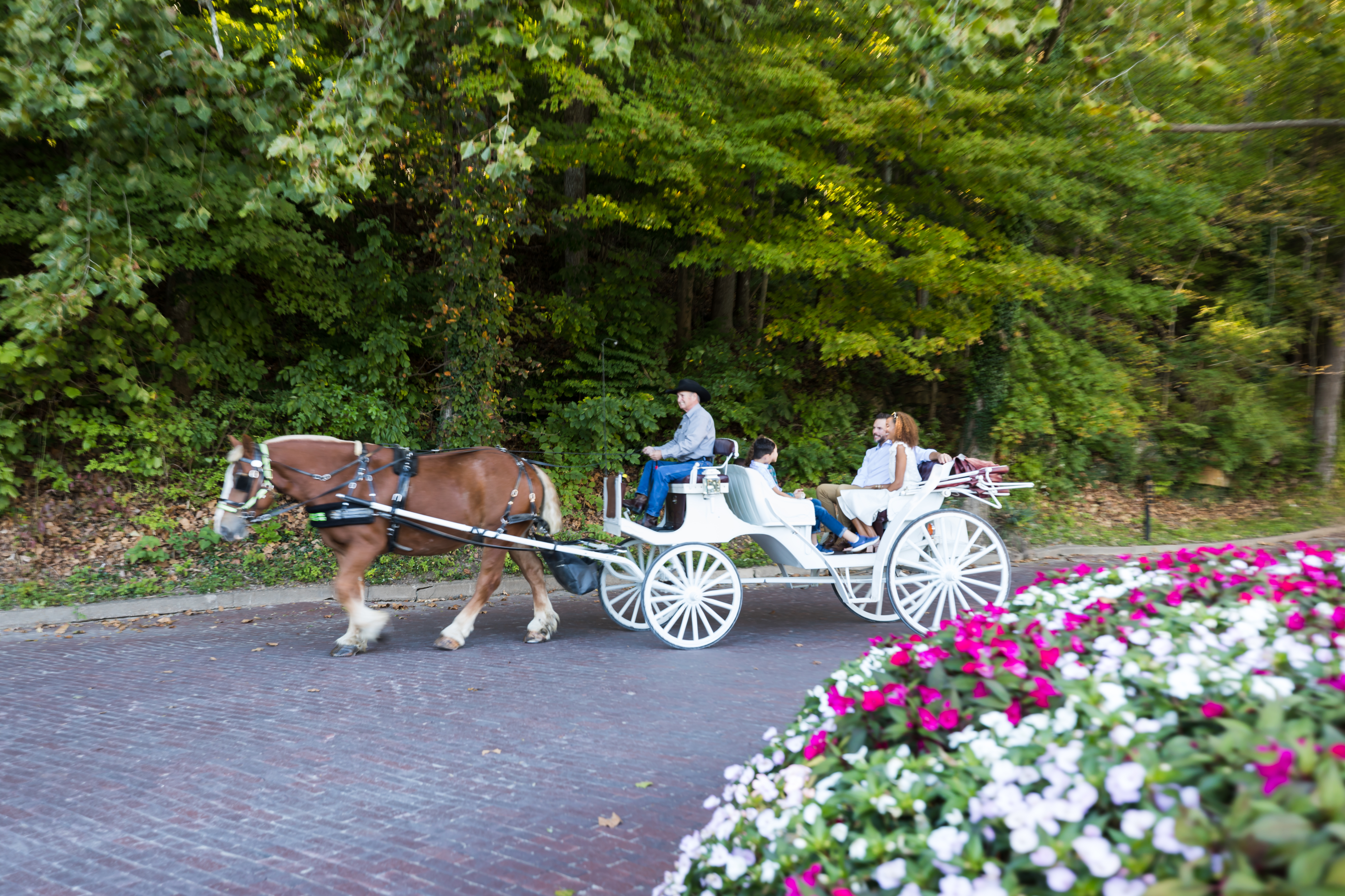 Carriage Ride at West Baden