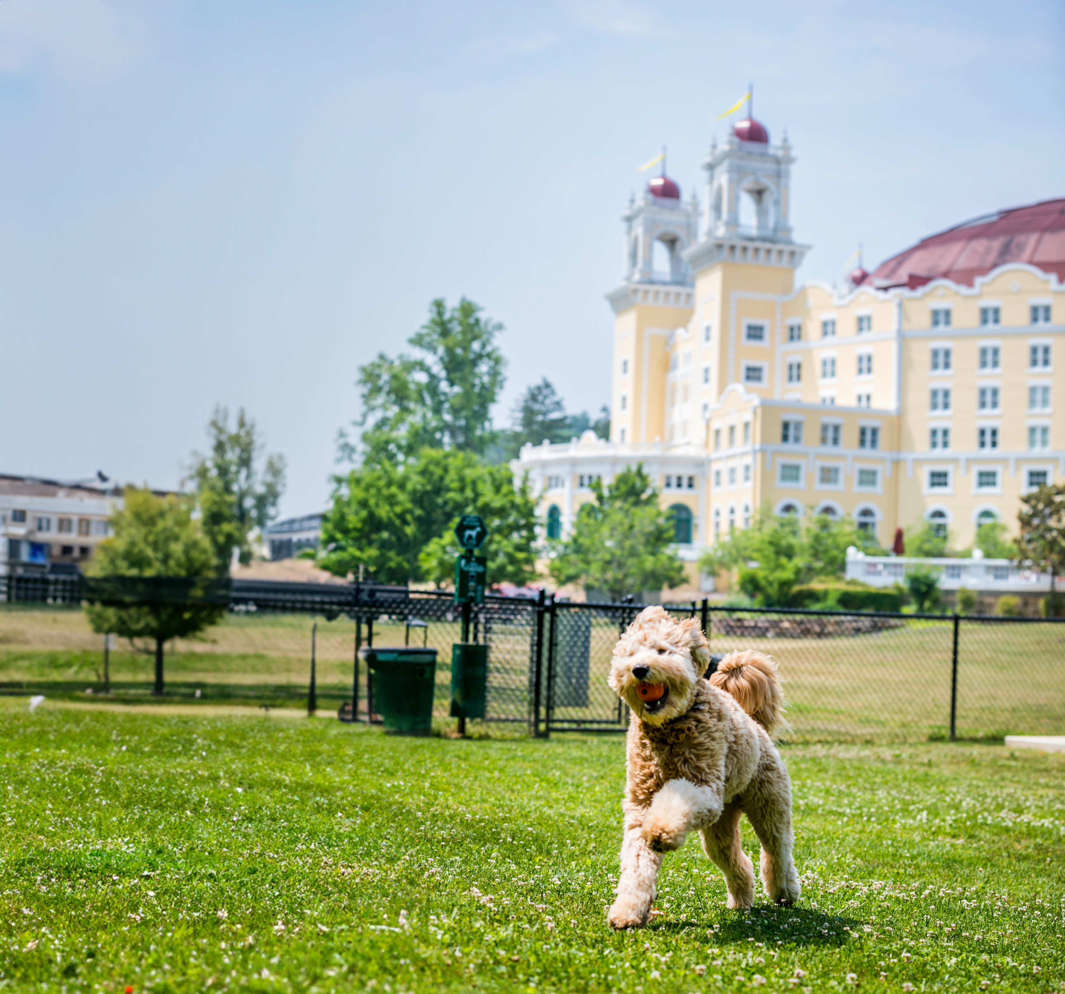 a dog running on grass in front of a building