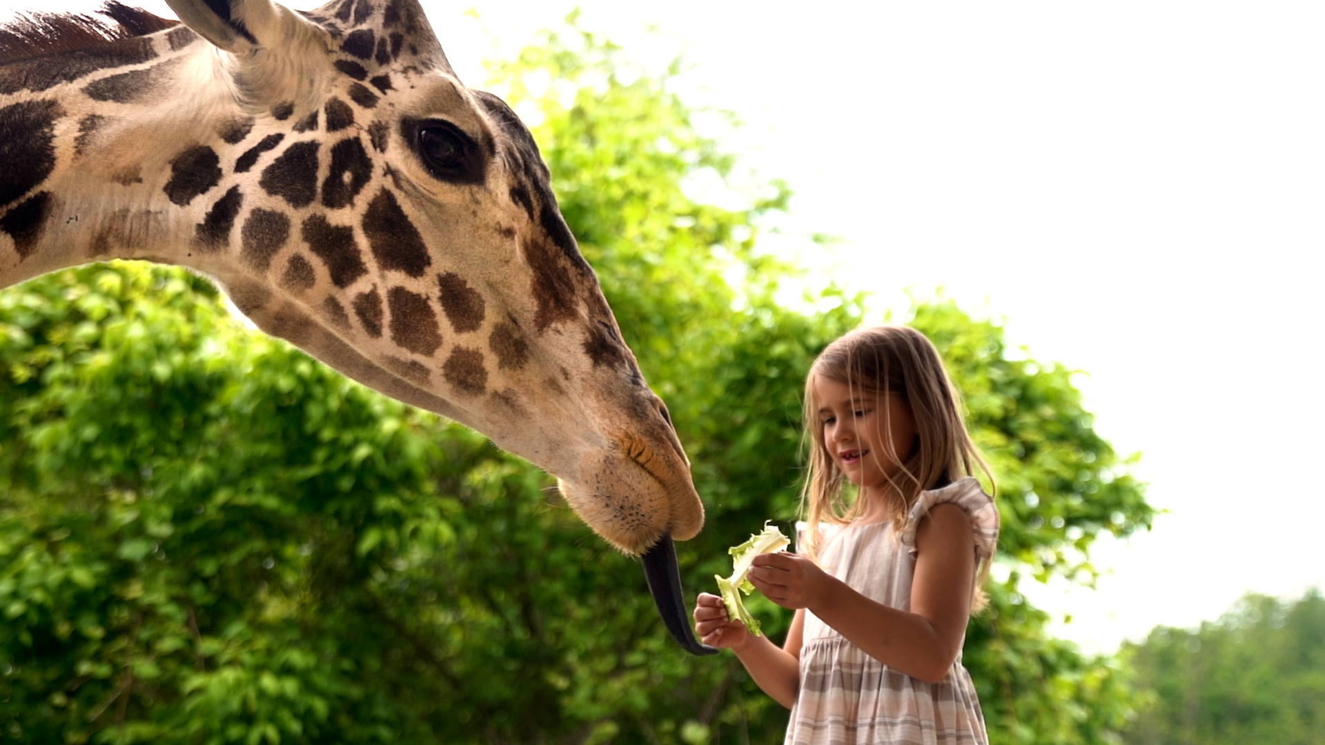 a girl feeding a giraffe