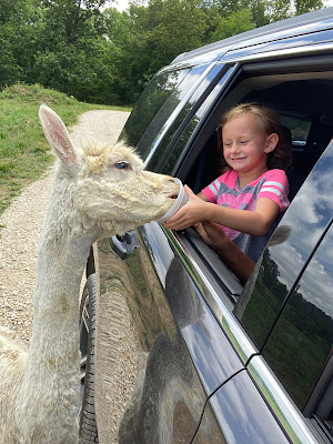 Child feeding llama from car