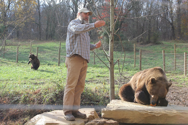 bears at wildlife park