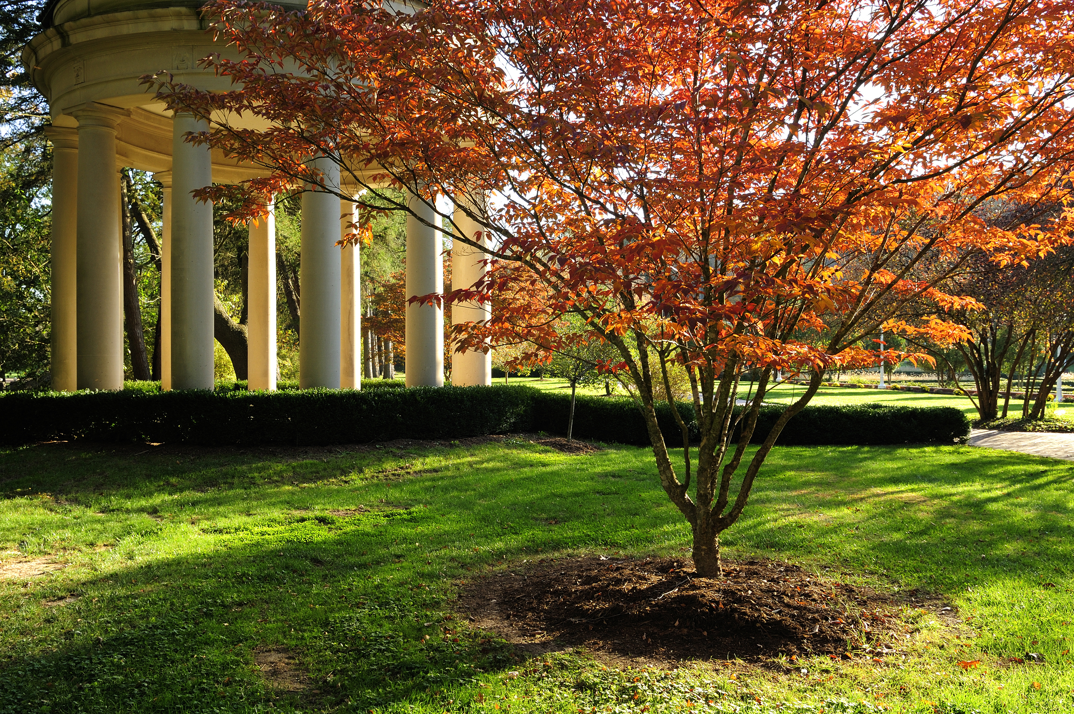 a tree in a grassy area with columns